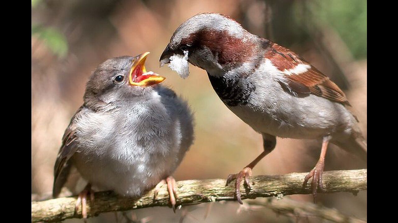 Sparrow babies