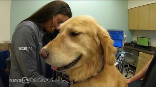 Veterinarians are facing a critical shortage of life-saving blood for animals that may need blood transfusions