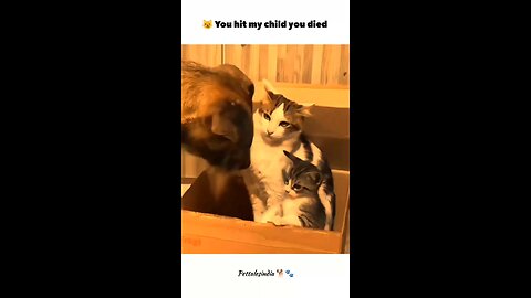 Funny animals, hit my child