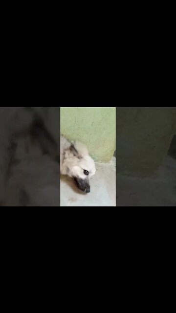 Funny Dogs #cats #funny #shorts #youtubeshorts