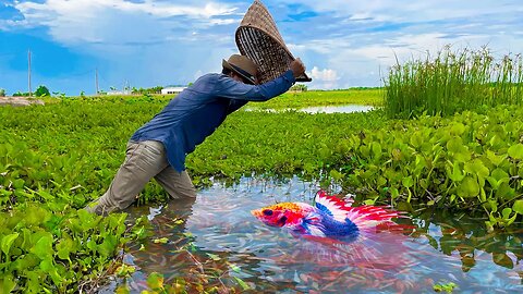 Catching Betta Fish And Wild Betta Fish At The Countryside, Unbelievable Catching (Episode 9).