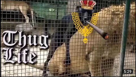 Animals thug life 😎 2022 - viral funny animals