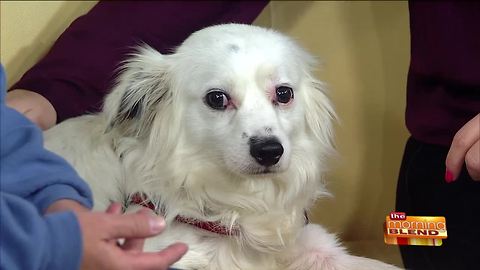 A Local Shelter Housing Animals from Hurricane Harvey