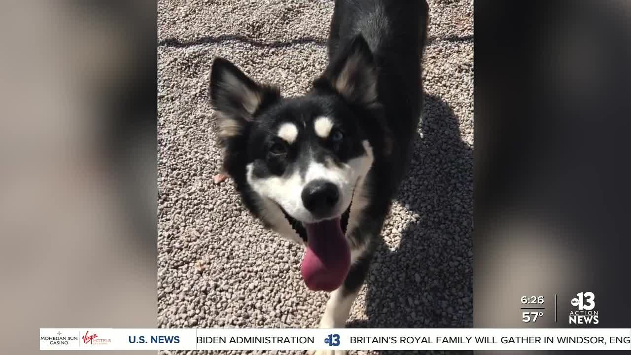 Pet of the week: young Husky mix looking for forever home