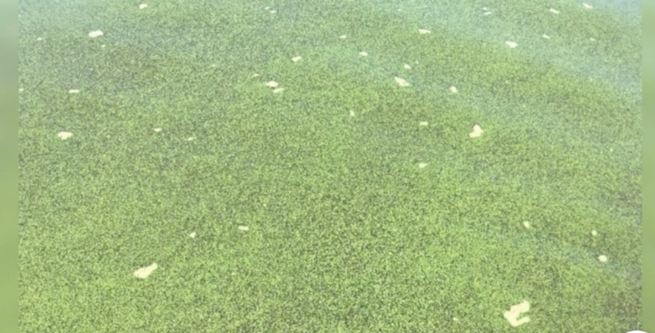 More toxic algae bloom found in Lake Okeechobee