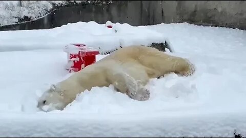 Snowy Sunday