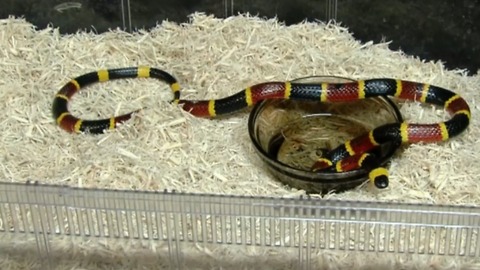 Snake season is here in South Florida