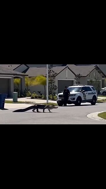 Just A Normal Day In Florida