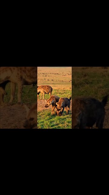 Fun At A Hyena Den #shorts | #ShortsAfrica