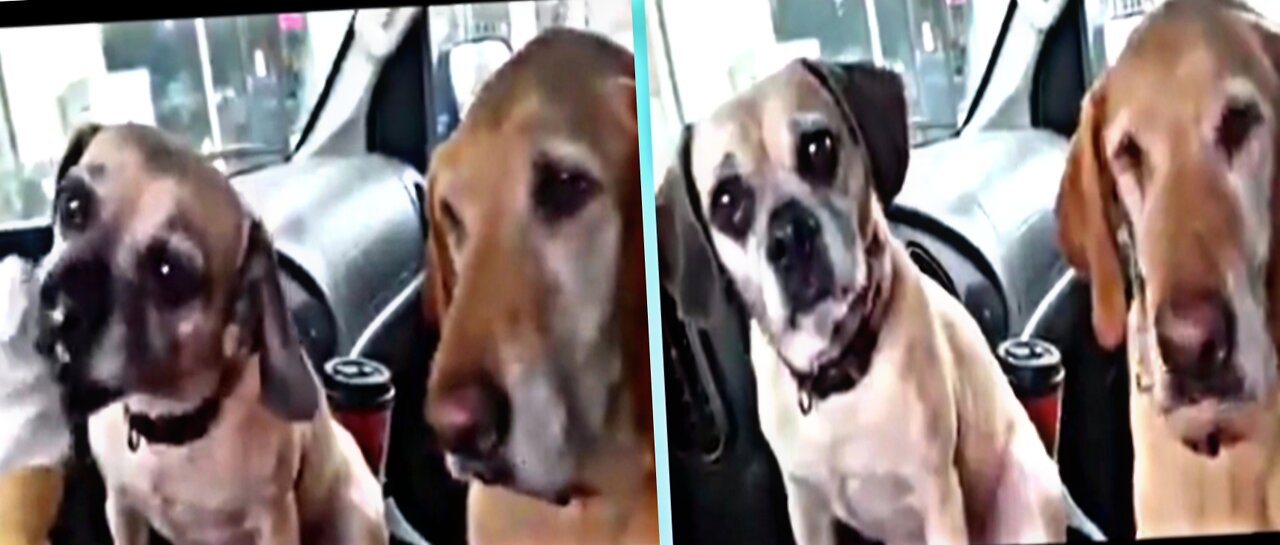 This poor dogs can't wait for his turn to eat ice cream | So Great Puppy