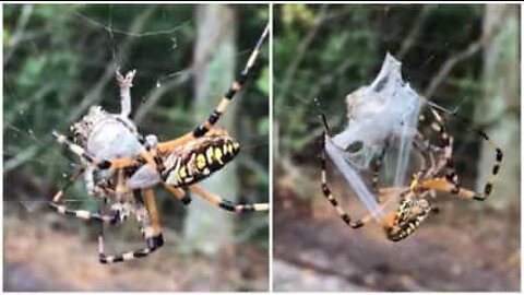 Une araignée prend au piège une grenouille dans sa toile