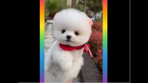 Cute baby dog