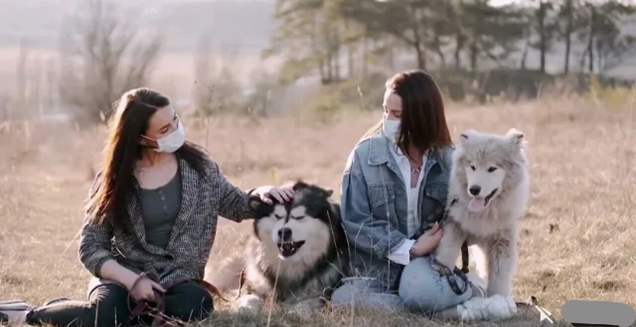 Dogs Playing video