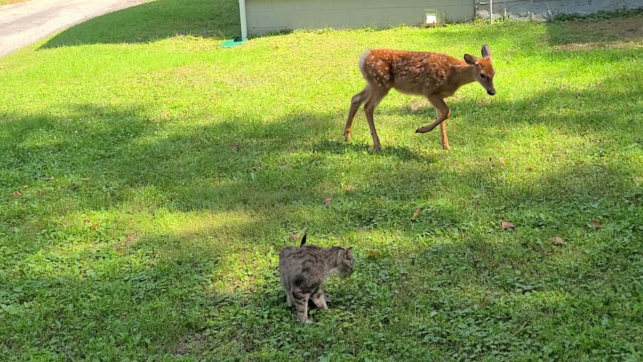 Fawn Is Checking Out My Cat