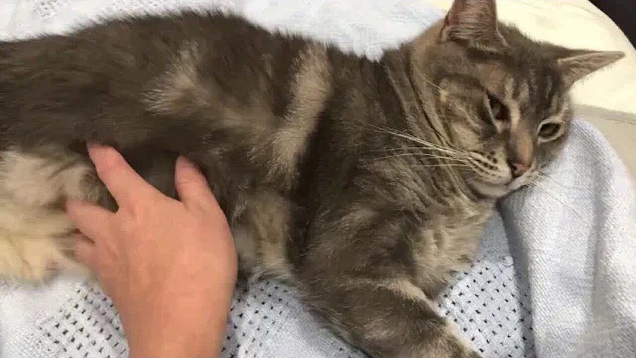 Cat enjoys tummy rubs