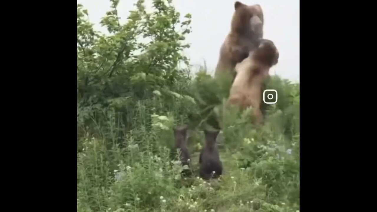 MOTHER-BEAR FIGHT FIERCELY TO PROTECT BABY CUBS🌳🐻🆘🐻🌲⛰️FROM HUGE MALE GRIZZLY BEAR🌳🐻❌⛰️🐻🌾💫