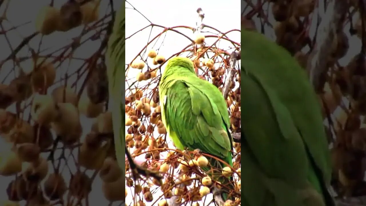 rose ringed parakeet