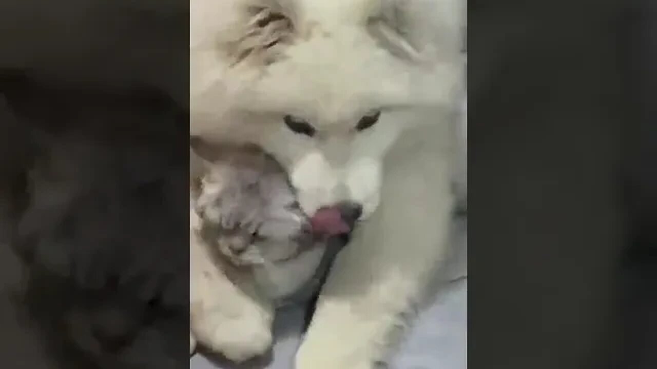 家人们,谁懂啊!我真的好爱我的小猫啊