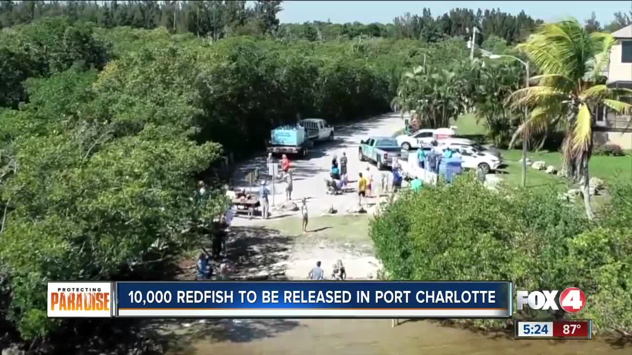 10,000 redfish will be released in Charlotte County