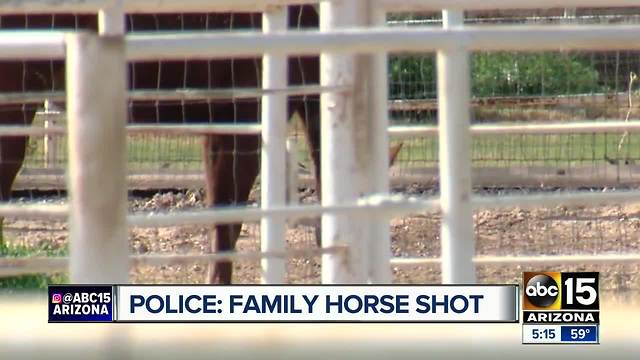 Police seeking information after horse shot, killed in Gilbert