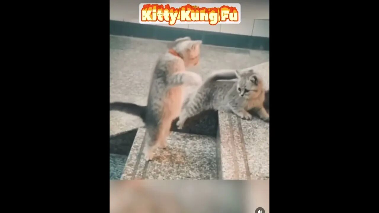 5 Surprising Kung Fu Moves Cats Use to Fight