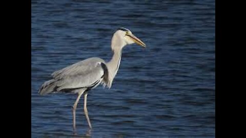 Birds Sanctuary in Tokyo Japan - Tokyo Port Wild Bird Park