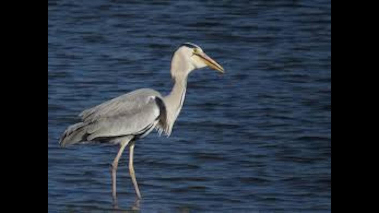 Birds Sanctuary in Tokyo Japan - Tokyo Port Wild Bird Park