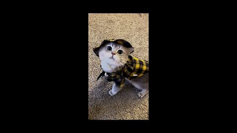 AWW SO CUTE! cutest baby cat Videos Cute moment of the cat - Cutest Animals #shorts