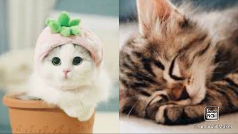 Cute Cats😽