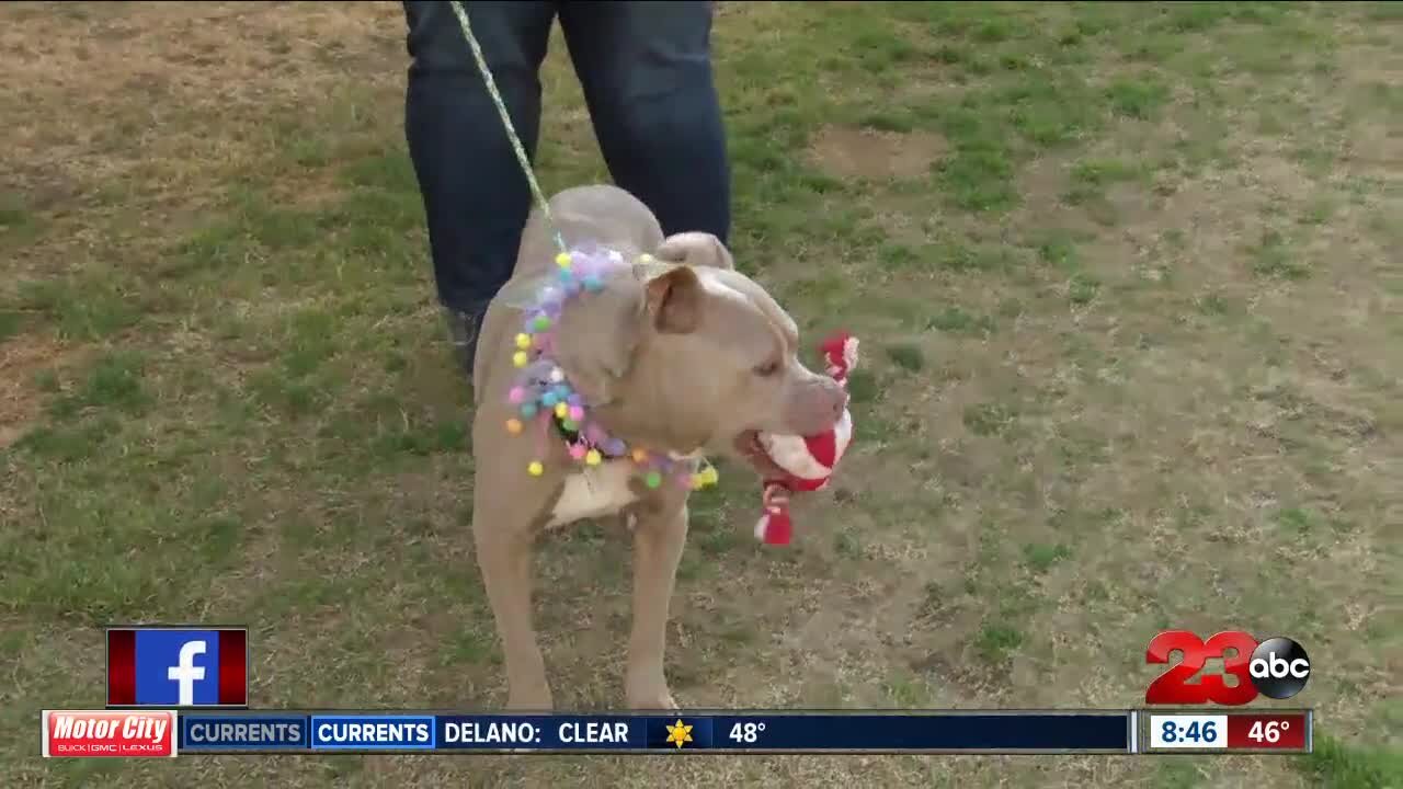 Pet of the Week: Fiona