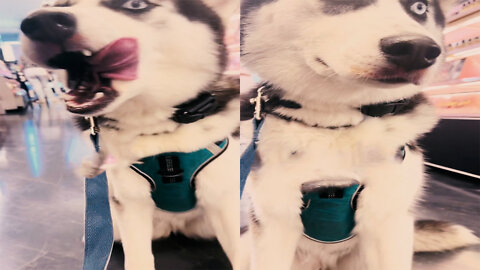 Husky Licking Lipstick While Owners Don't See