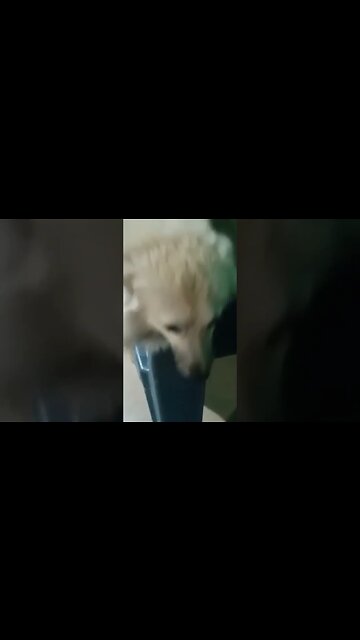 puppies #shortsfeed #shorts #youtubeshorts #viralshorts #trendingshorts #puppy #puppies #puppylove