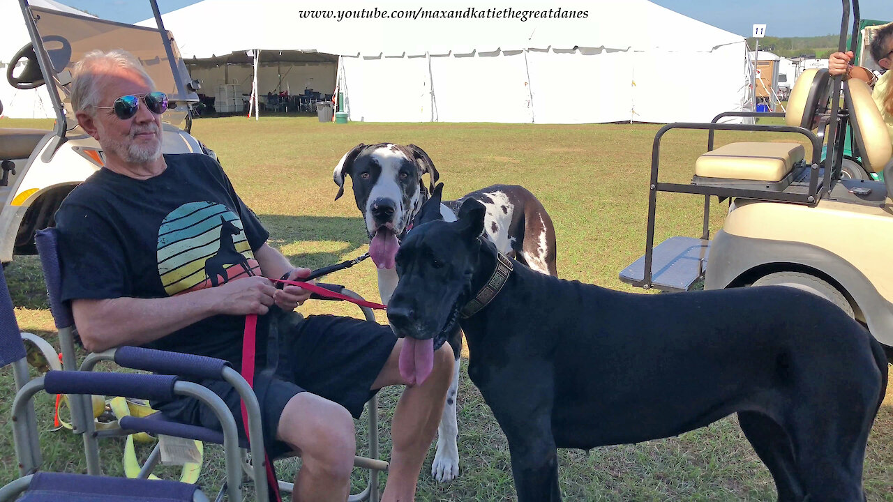 Great Danes Enjoy Being Watch Dogs At Florida Cluster Dog Show