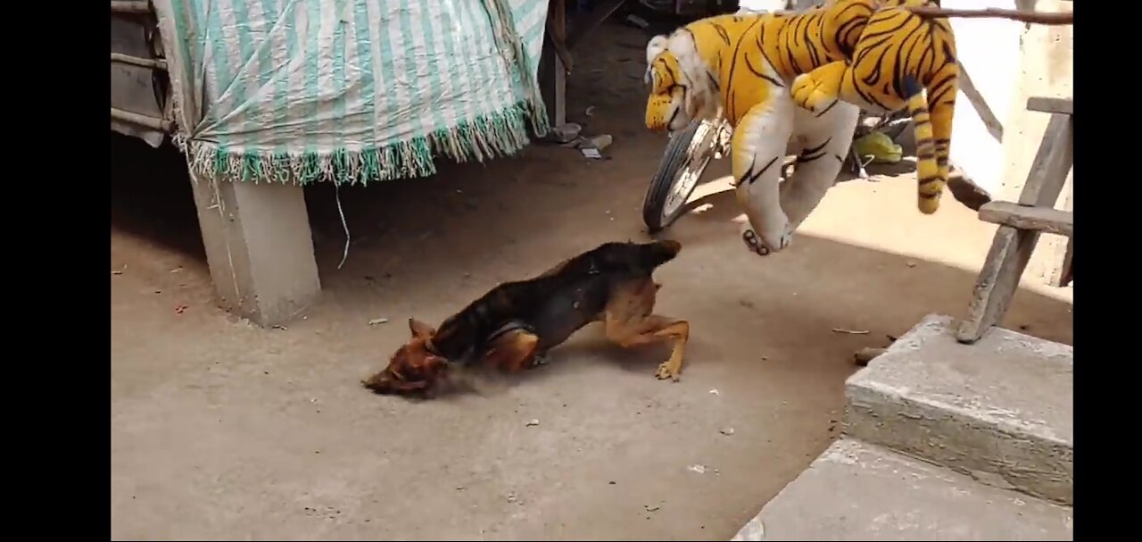 WOW Must watch!! Fake tiger prank dog so funny