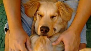 Cão dorme com a melhor massagem de todas!