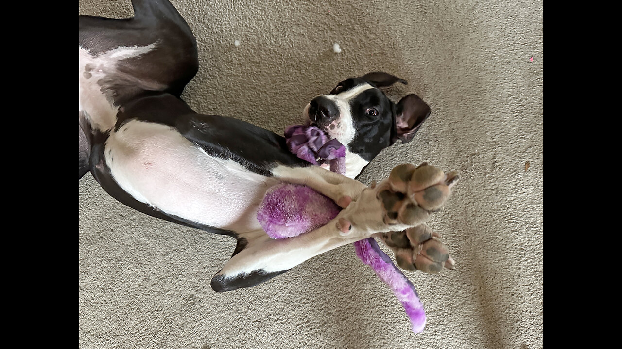 Funny Upside Down Great Dane Plays Twister With Octopus Toy