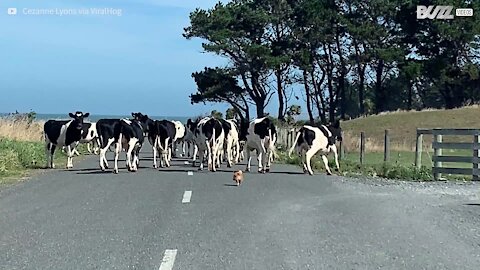 Ce chihuahua se prend pour un chien de berger