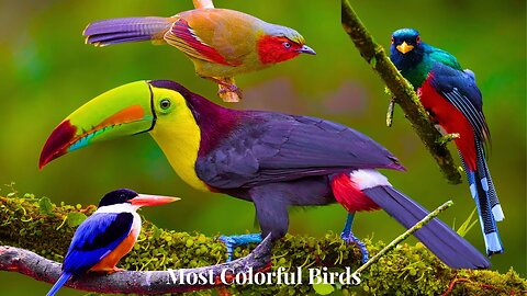 Most Colorful Birds In The World in 4K | Stunning Nature | Birds Sounds |