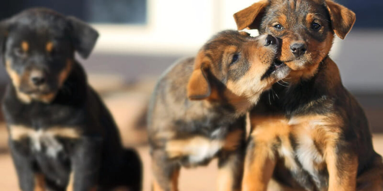 Small dogs playing with chicken