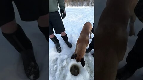 Checking the ice thickness of our pond! Still 3ft!🥶 #HomeFreeAlaska #OffGrid #Alaska #Shorts