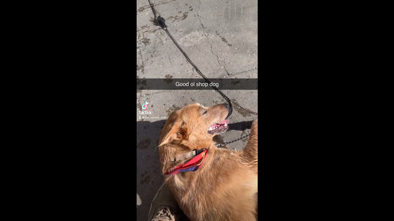 the best way to start the day saying morning to the shop dog