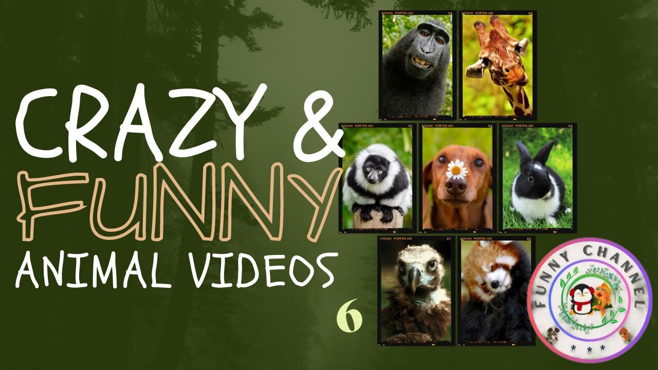 Funny animals 6 | Funny channel