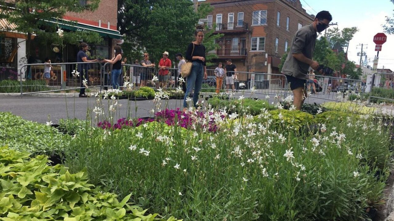 Une distribution de plantes gratuites aura lieu à Montréal en mai