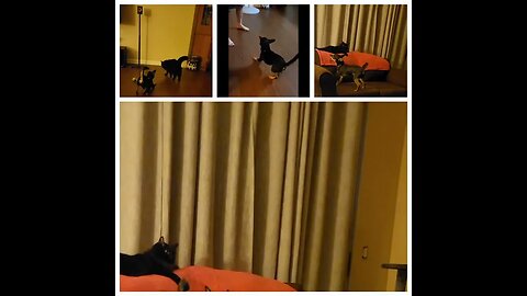 Snickers being Snickers