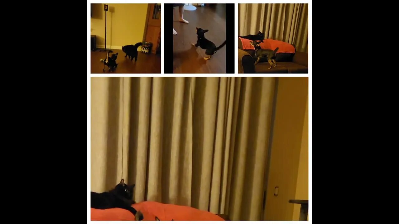 Snickers being Snickers