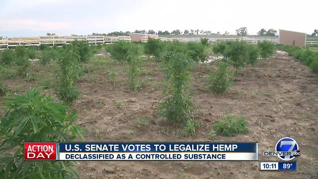 Hemp farmers and experts in Colorado praise Farm Bill that legalizes crop for first time in decades