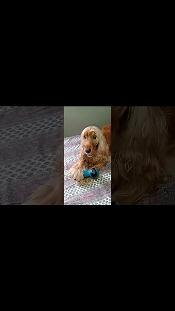 #dogshow , #animals , #dogs , #shorts