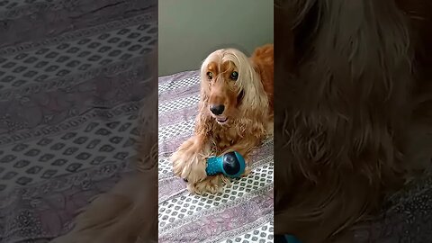 #dogshow , #animals , #dogs , #shorts