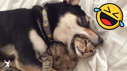 Funny animal videos | Funny cats | Funny Dogs | Funny dog and cat | Funny animals 😂😂😂