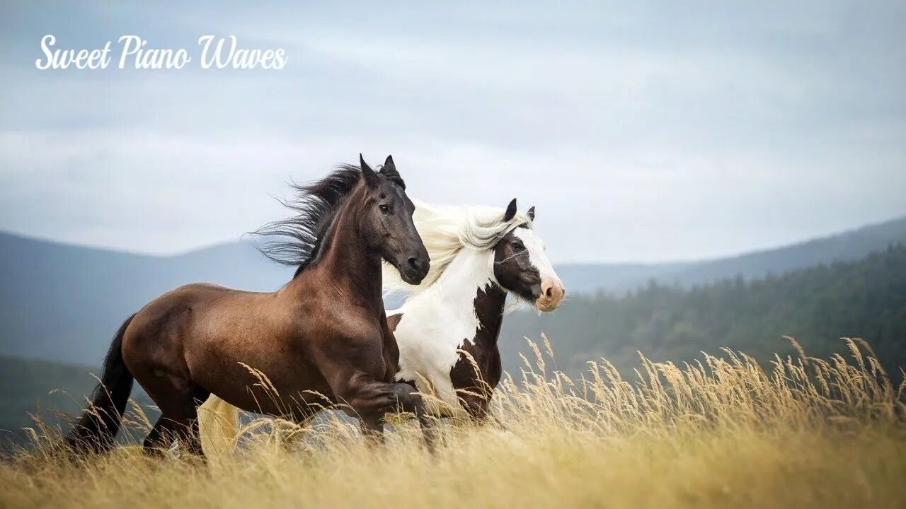 Beautiful Relaxing Music - Peaceful Soothing Music and Beautiful Horses, Relaxing Piano